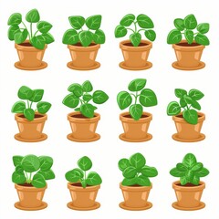 Peperomia Pot Plant Icon Set, Peperomia Plant Flat Design, Abstract Peperomia Symbol, Simple Pot