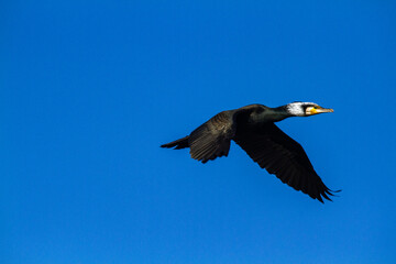 cormorant bird that lives on the beaches of Europe Po Delta Regional Park - 756594461