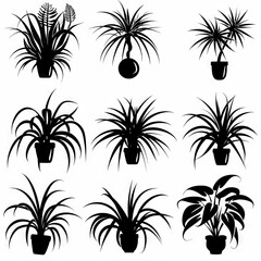 Spider Plant (Chlorophytum comosum), Pot Plant Flat Icon Set, Chlorophytum Plant Black White Design