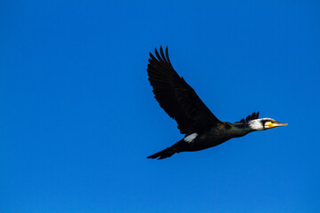 cormorant bird that lives on the beaches of Europe Po Delta Regional Park - 756594692