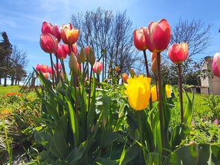 Tulipani © Rik De Santis