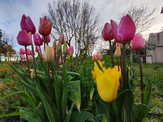 Tulipani © Rik De Santis