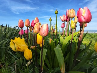 Tulipani © Rik De Santis