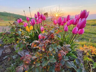 Tulipani © Rik De Santis