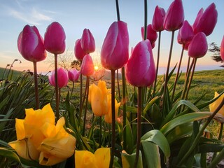 Tulipani © Rik De Santis