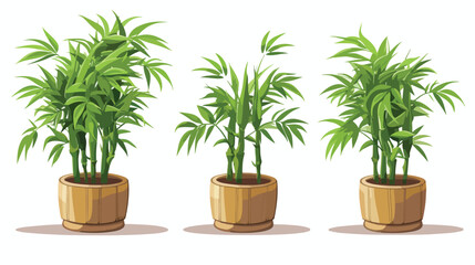 Illustration of Bamboo bushes in a pot 