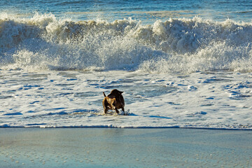 A dog plays with the waves on the ocean shore
