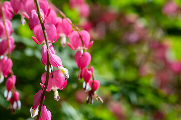 Dicentra spectabilis bleeding heart flowers in hearts shapes in bloom, beautiful Lamprocapnos pink white flowering plant
