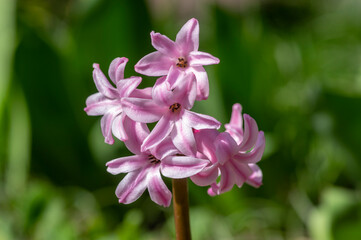 Hyacintus orientalis early spring flowering plant in bloom, group of ornamental flowering flowers in the garden