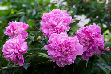 Paeonia officinalis common garden peony flower in bloom, light pink flowering petal plant shrub, green leaves