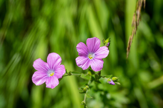 Linum viscosum pale pink flax flowers in bloom, wild flowering plant in Slovenia mountains