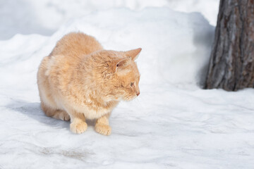 Beautiful ginger cat on snow background - 756603421