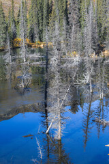 Yukon in Canada, wild landscape in autumn of the Tombstone park, reflection of the trees in a lake at sunrise
