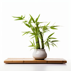 Bamboo Plant in White Vase