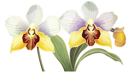 Fototapeta na wymiar Lady Slipper Orchid Paphiopedilum. watercolor flat vector