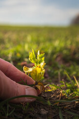 Man hand holding plant on field at sunset. Agriculture, ecosystem nature background