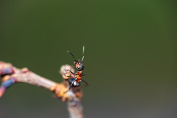 Ant, lacius niger, standing on branch. Animal nature background