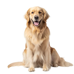 Golden Retriever Sitting Down With Tongue Out On a Transparent Background PNG