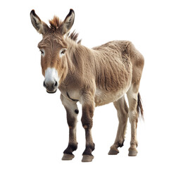 Small Donkey Standing on White Floor On a Transparent Background PNG