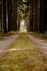 path in the forest
