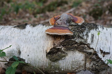 mushrooms on a tree trunk