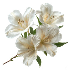 Three White Flowers With Green Leaves  On a Transparent Background PNG
