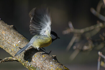 great tit on the branch