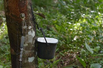 Fototapeta premium An old metal bucket filled with fresh latex. Ready to nourish thirsty plants in a vibrant summer garden.