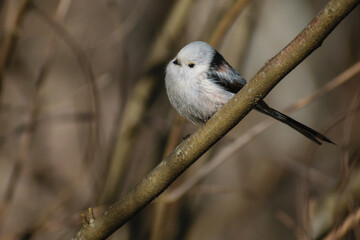 black backed shrike on branch