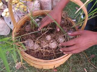 A wicker basket overflowing with brown boletus mushrooms, some scattered on a bed of green grass,...