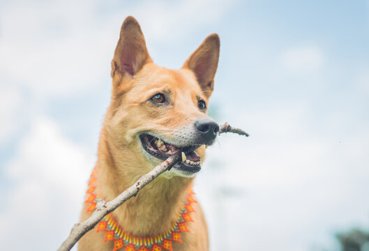 retrato de perro al aire libre jugando con un madero