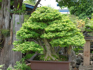 Trees with a controlled environment Compare that to trees in a garden that experience seasonal...
