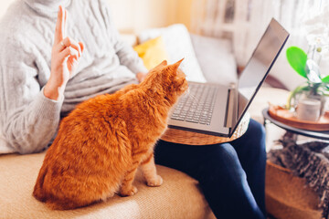 Man facetiming from home with pet using computer. Close up of ginger cat looking at laptop screen during video chat.