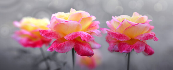 Coral rose flowers isolated on gray soft focus background. - 756614685