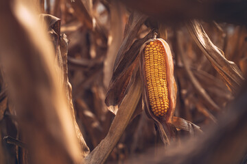Ripe ear of corn crop in cultivated agricultural field ready for harvest