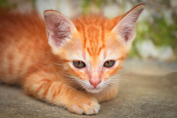 Cute little ginger kitten. Close-up of a cute kitten orange sitting on the floor.