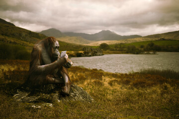 Orangutan With Smart Phone