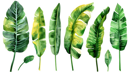 set of watercolor banana leaves on isolated transparent background