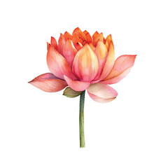 beautiful lotus flower vector illustration in watercolour style