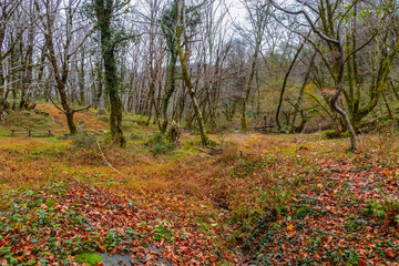 Trees on the path in the golden forest landscape. Colorful autumn landscape. The background of nature. The magnificent landscape of the picturesque forest. Autumn forest landscape. 
