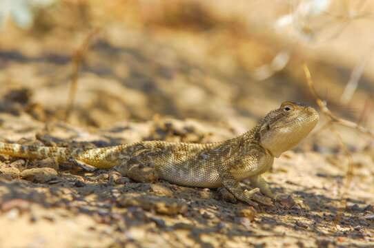 Agama, Explore the mysterious world of Agamas in Kazakhstan. Learn about the unique characteristics and behavior of this lizard. Find out what role agamas play in the ecosystem of Kazakhstan.