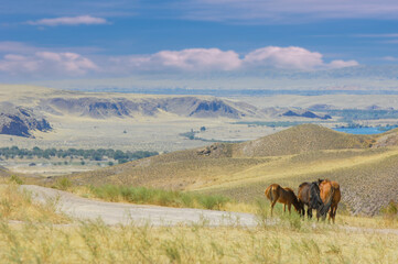 the beauty of wild horses in their natural habitat. Watch them roam freely across the rocky terrain. Learn about the unique ecosystem and behavior of these majestic animals.