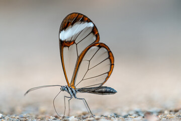 Glasswing Butterfly - Greta Oto