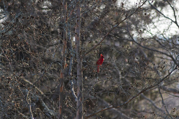 Perched Red Cardinal