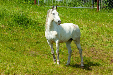 Obraz na płótnie Canvas Symbolizes purity and freedom. Represents grace and elegance. Often associated with peace and tranquility. A common motif in art and literature throughout history.