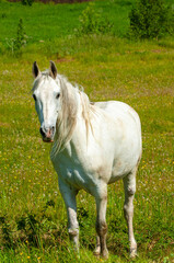 A beautiful and serene image of a white horse grazing. Brings a feeling of peace and tranquility. Ideal for nature lovers or those seeking relaxation.