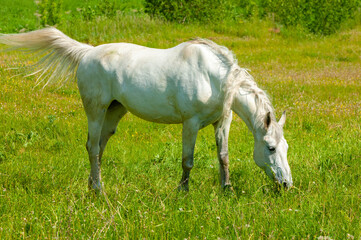 Obraz na płótnie Canvas Beautiful image of a white horse grazing in a field. Design elements inspired by nature symbolize peace.freedom.and tranquility.