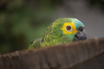 Amazona aestiva, commonly known as papagaio-verdadeiro, is a bird from the family of psittacídos, native to eastern Brazil