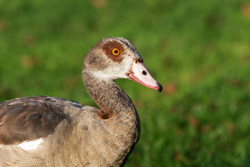 Close-up portrait of an adult female Nile or Egyptian goose (Alopochen aegyptiaca) - 756620468