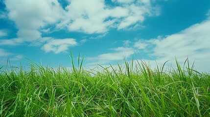 Fototapeta premium Grassy Field and Blue Sky Landscape